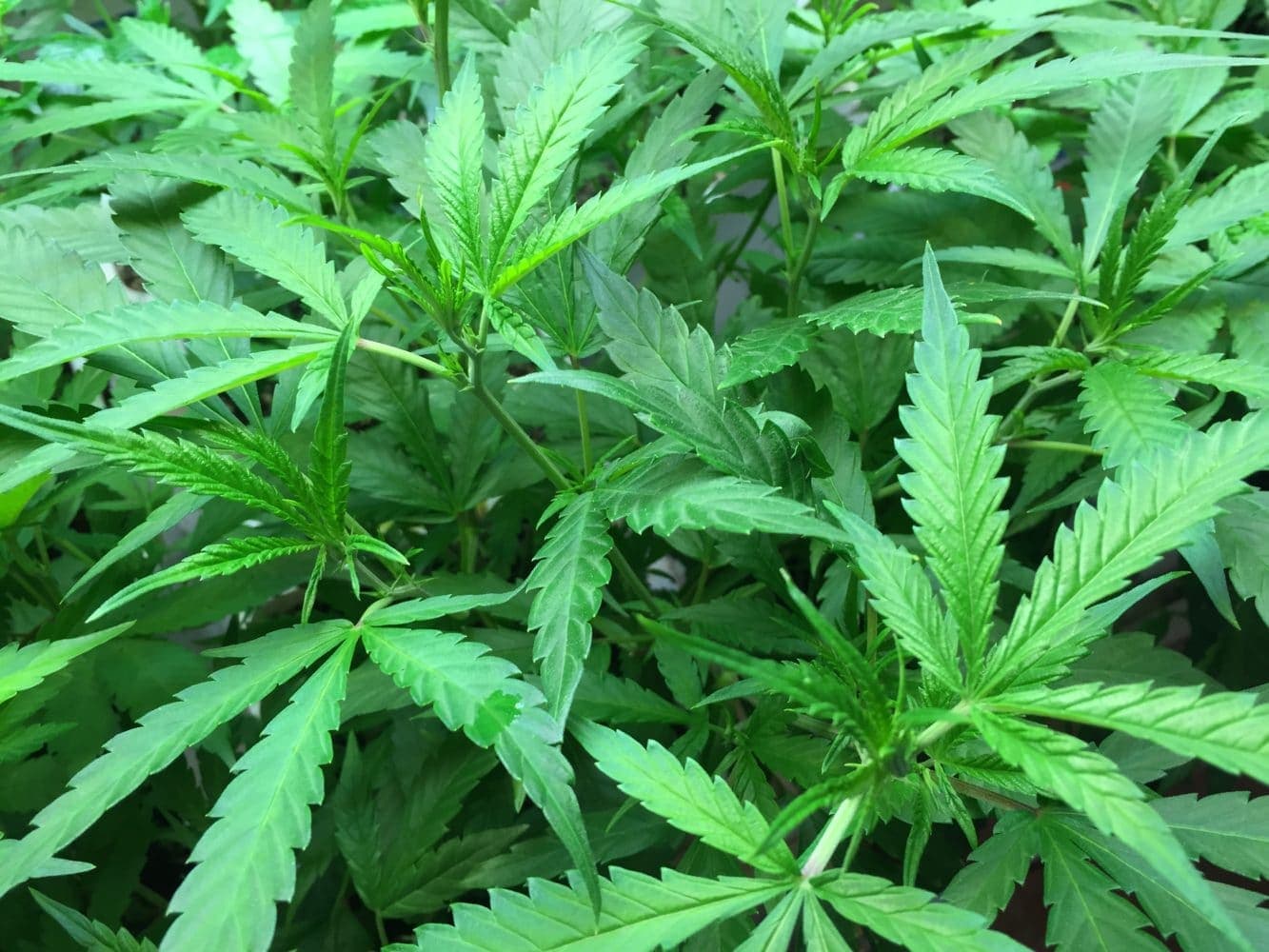 Hearings this week on Governor Raimondo’s marijuana legalization proposal