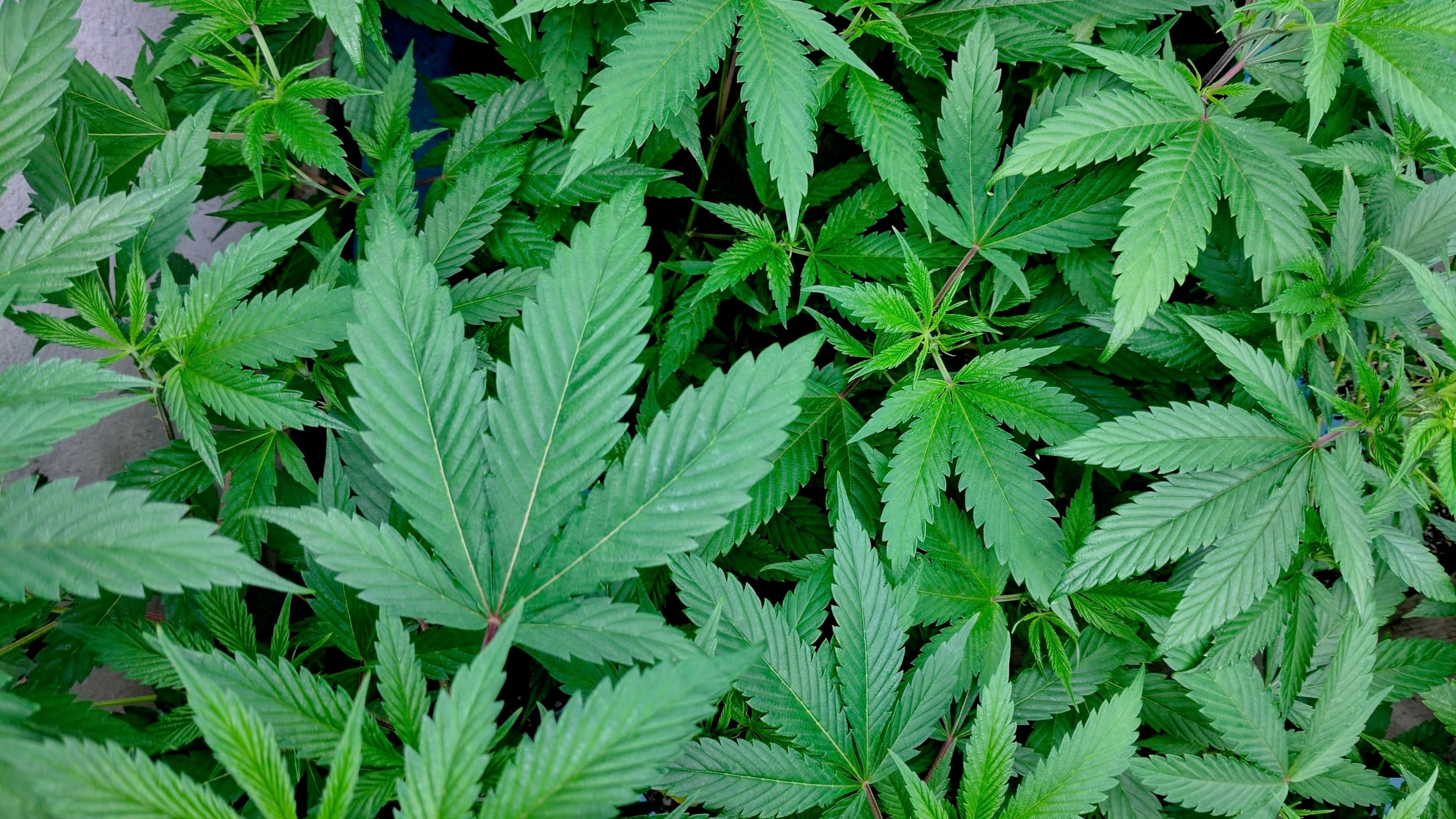 Dylan Conley: It's time to legalize cannabis