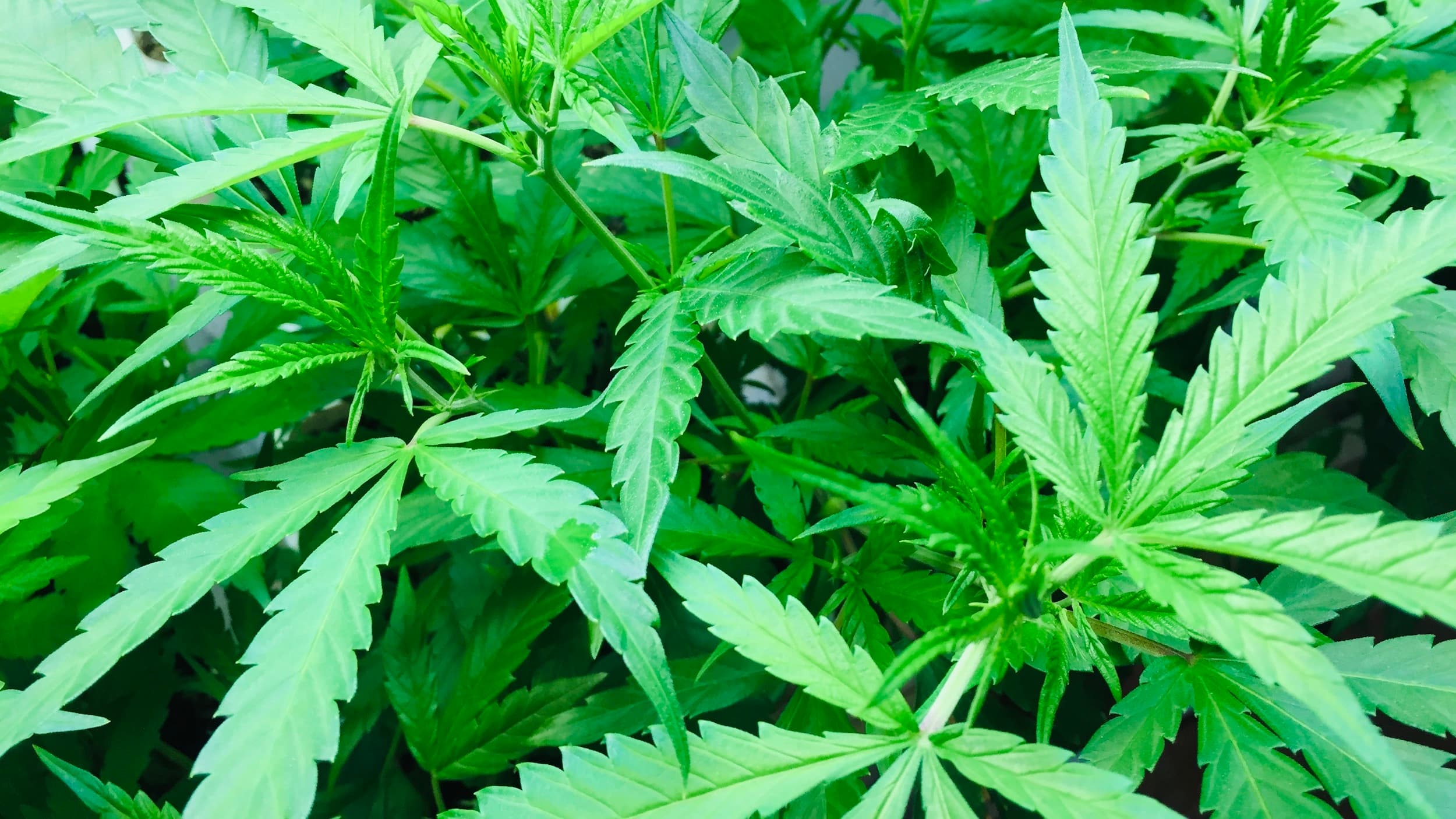 Ahlquist: Marijuana licenses must be exclusively granted to cooperatives