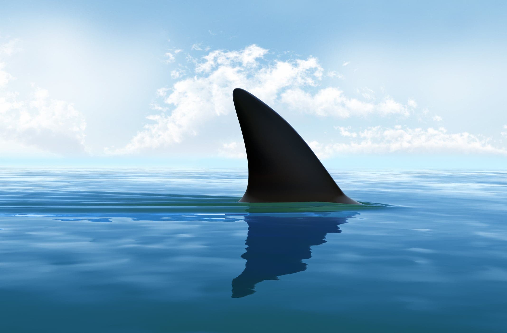 New Atlantic Shark Institute License Plates Set to Make Waves on the Road