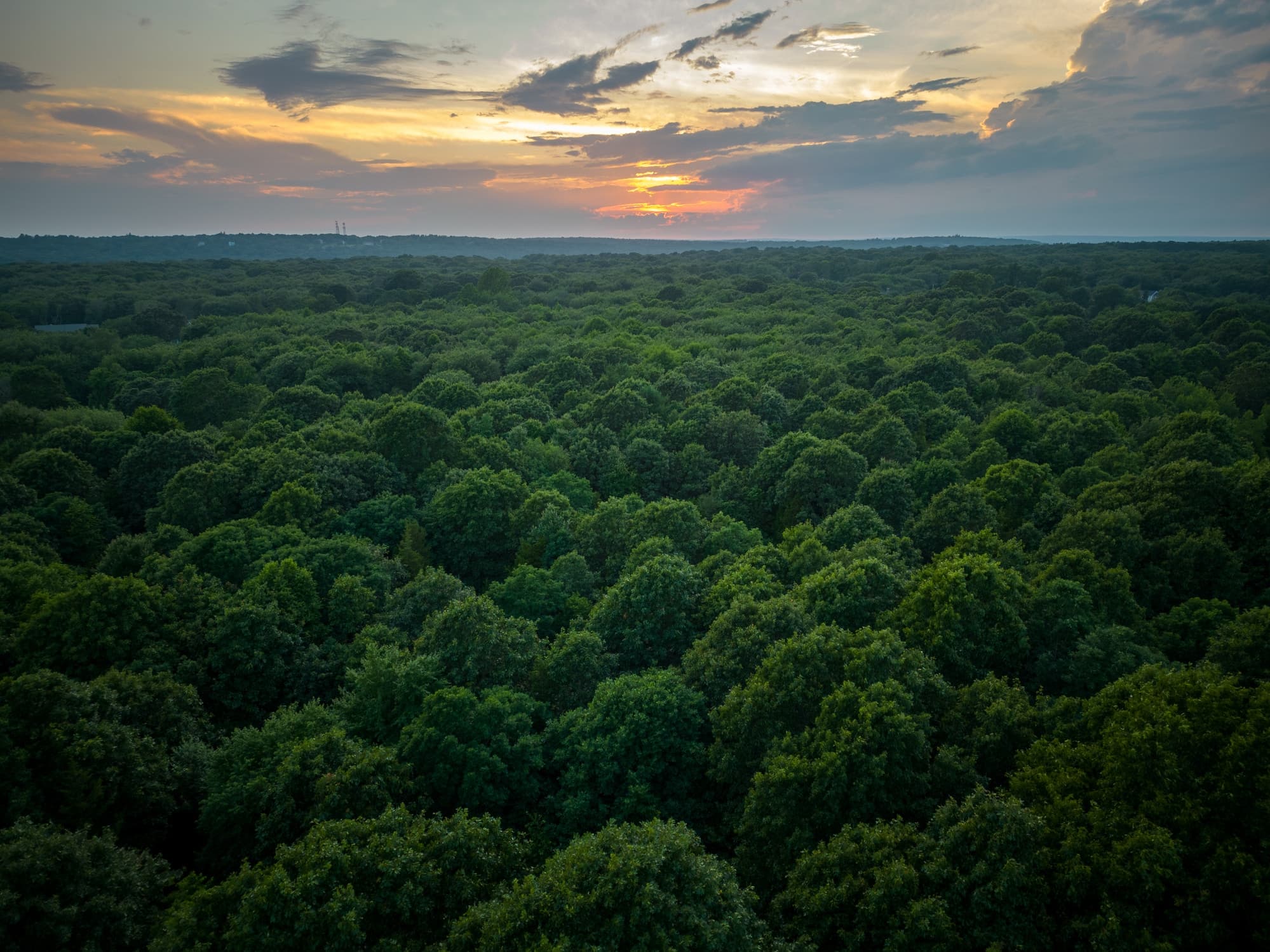A Fight is Brewing Over Rhode Island's Forests