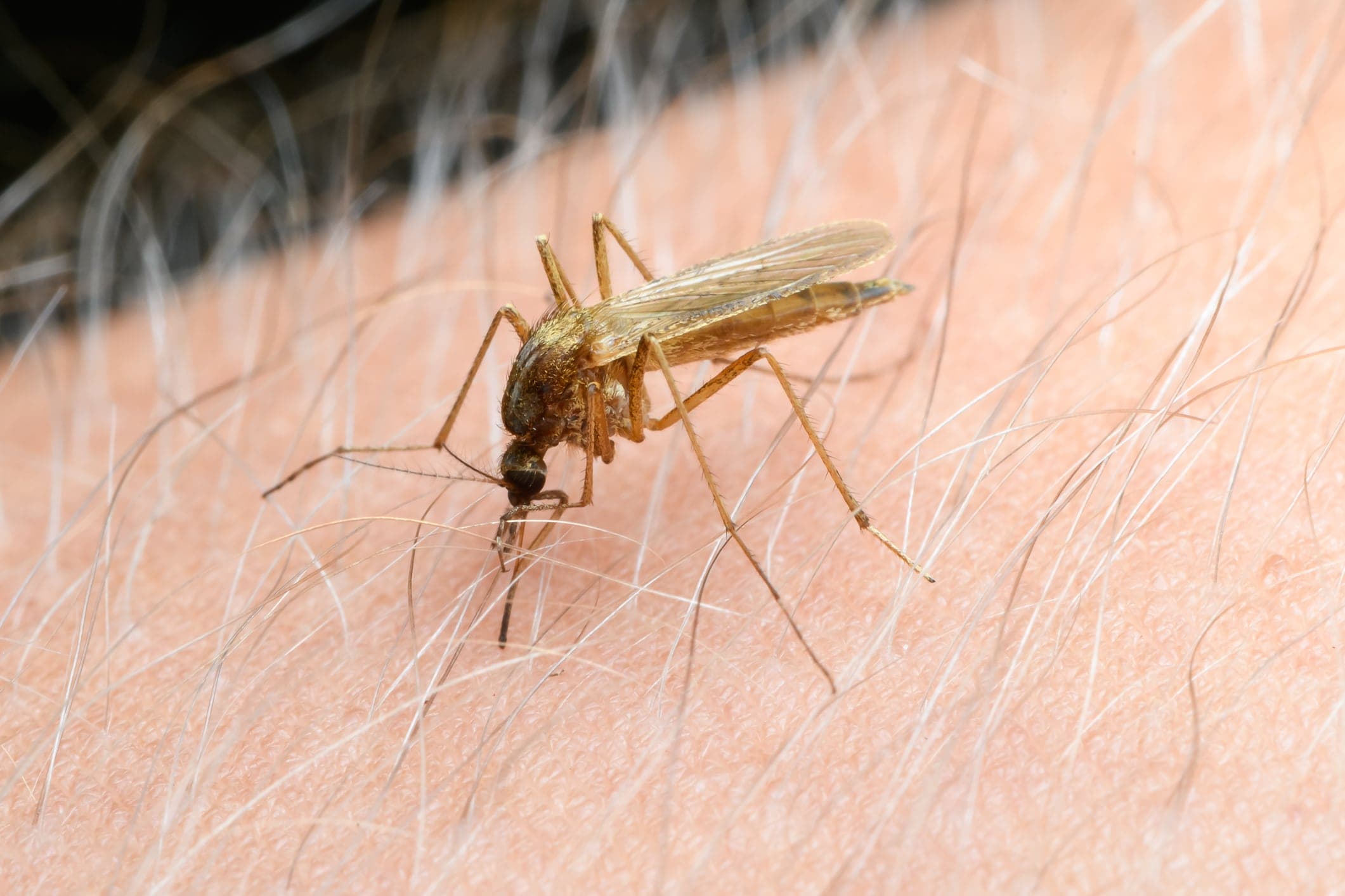 West Nile Found in RI Mosquitos: Learn Which Repellents Perform Best