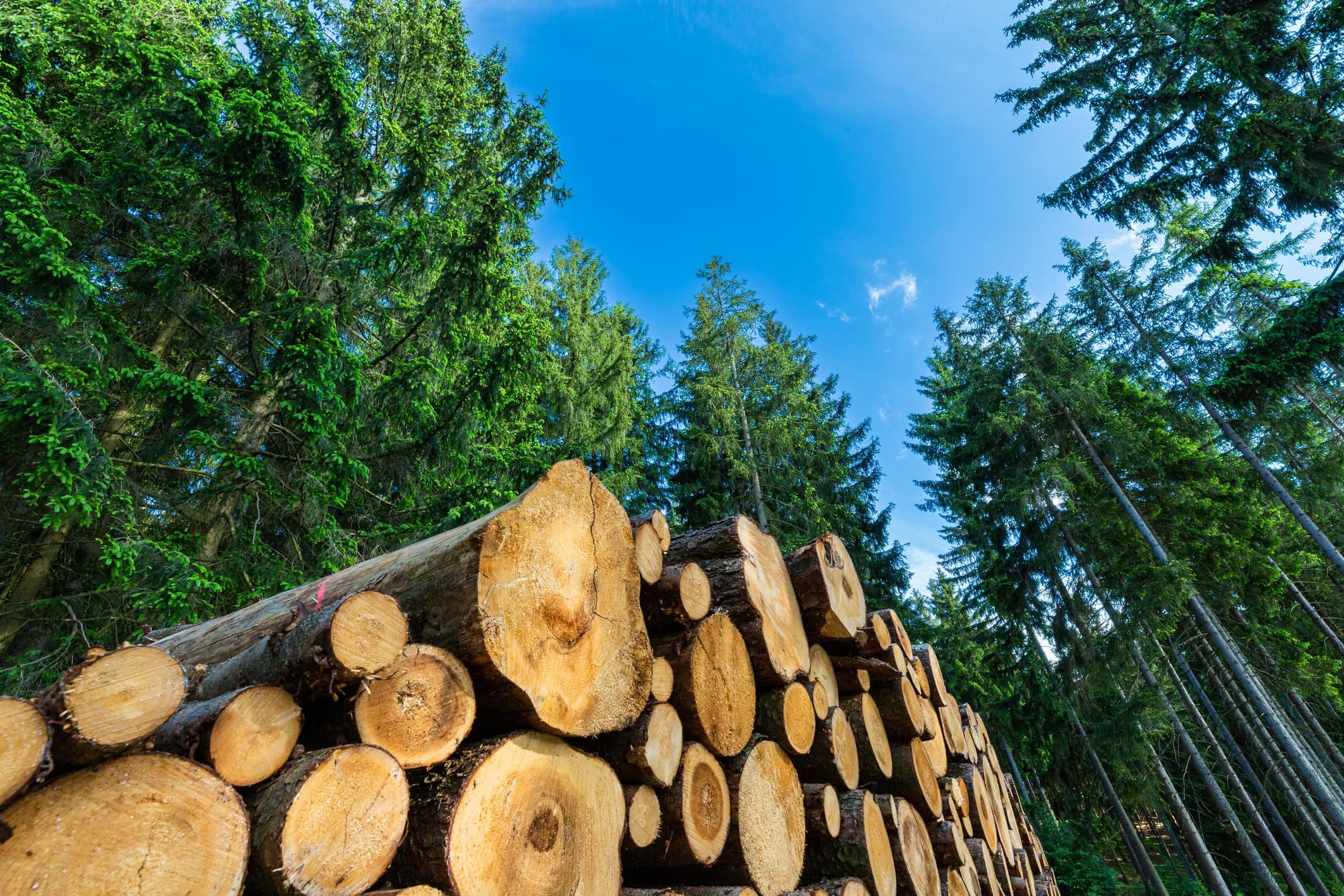 Silent Clearing: How Rhode Island's Forest Protections Were Systematically Dismantled